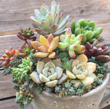 Indoor Decorative Houseplant Mixed species Seeds for growers filling out the indoor pots and small space gardening