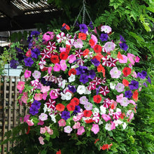 Hanging Petunia Petunia Hybrida Melissa flower Seeds for seasonal color across the balcony planters and vertical garden baskets