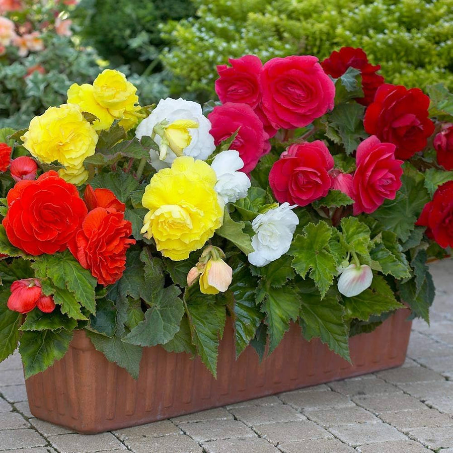 Begonia Begonia Rex Rare Color Flower Seeds for Planting – Perfect for Indoor Decor and Shaded Garden Beds