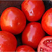 Better Bush VFN Hybrid Tomato Seeds for a reliable harvest in the Container Gardens