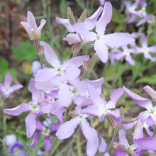 Evening Scent Stock Seeds (Matthiola incana) for a bright addition to the Flower Bed & Garden