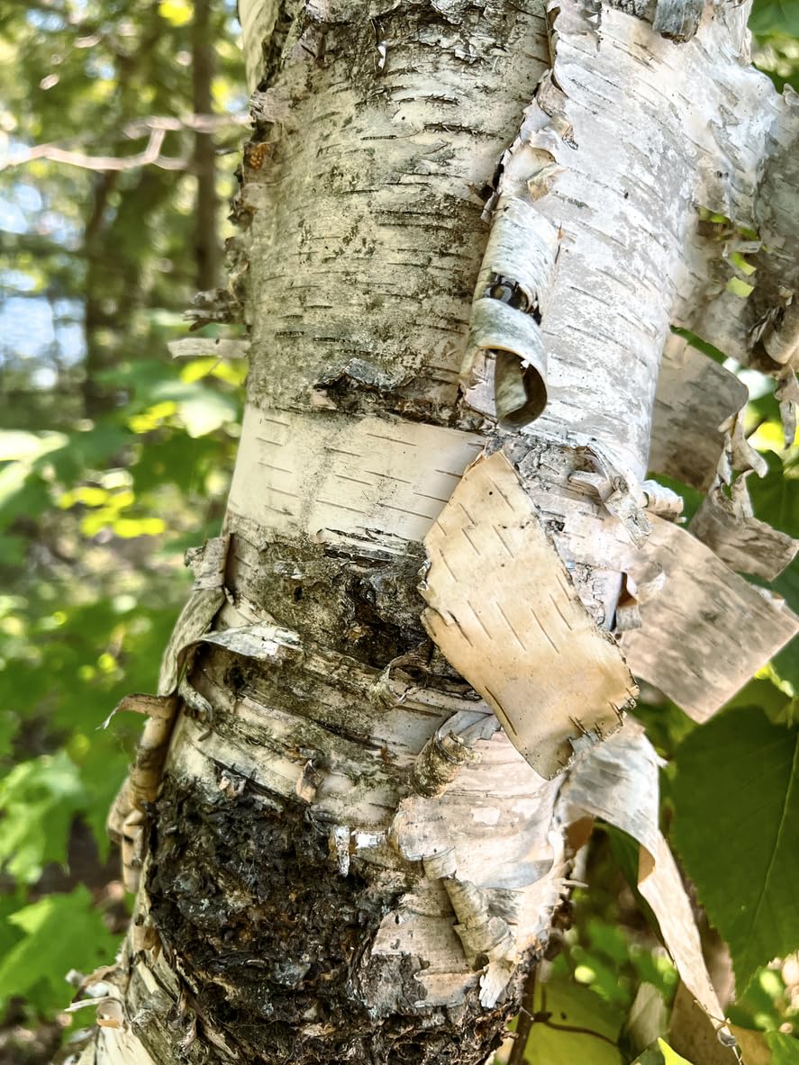 Paper Birch Tree Seeds for long-term planting in the yard