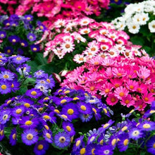 Cineraria Florist Mix Seeds (Cineraria spp.) for colorful blooms in the Cut Flower Gardens