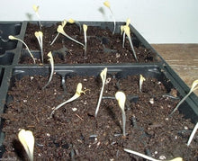 Gazania Gazania Rigens Seeds for colorful blooms in the Sunny Garden Containers