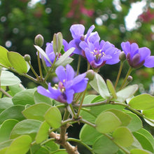 Lignum Vitae Seeds (Guaiacum sanctum) for a bright addition to the Tropical Garden