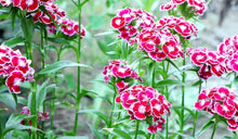 Sweet William Seeds (Dianthus barbatus) for growers filling out the flower border home garden