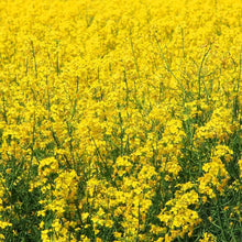 Brown Mustard Seeds for productive rows in the vegetable patch garden