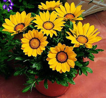 Gazania Sunflower Seeds (Gazania rigens) for seasonal color across the flower beds and coastal gardens