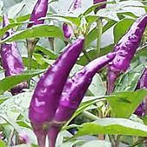 Explosive (Ember Pepper Capsicum annuum vegetable) for planting in garden