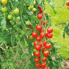 Heirloom Sweetie Tomato Red Cherry Seeds known for sweet, Red Cherry High Yields