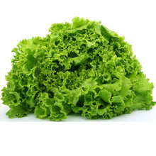Light Green Lettuce (Lactuca sativa) for salad and vegetable garden planting