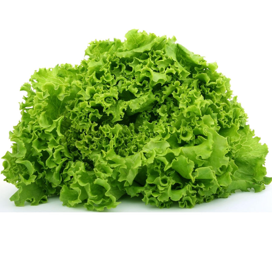 Light Green Lettuce (Lactuca sativa) for salad and vegetable garden planting