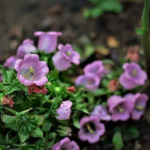Bellflower Campanula medium flower seeds for planting in home garden or backyard landscaping - for planting in home garden