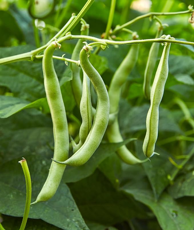 Blue Lake bean seeds (Phaseolus vulgaris) for home garden