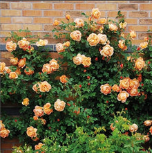 Exotic Miniature Bonsai Rose Rosas Seeds for long-term planting in the yard