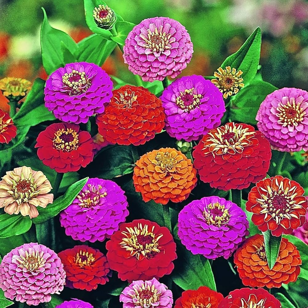 Zinnia Zinnia Elegans flower seeds for planting in home garden beds and colorful backyard gardening areas - for planting in home garden