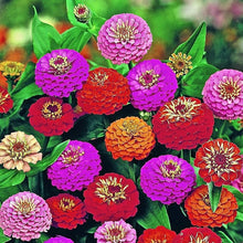 Zinnia Zinnia Elegans flower seeds for planting in home garden beds and colorful backyard gardening areas - for planting in home garden