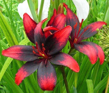 Blue Heart Lily Seeds (Crinum spp.) for seasonal color across the Flower Bed & Home Garden