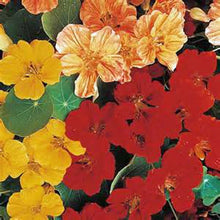 Nasturtium Whirlybird Series mix Seeds for a bright addition to the colorful trailing garden flowers