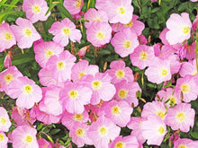 Evening Primrose White Seeds for colorful blooms in the Night Gardens