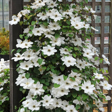 White Clematis Florida bulbs