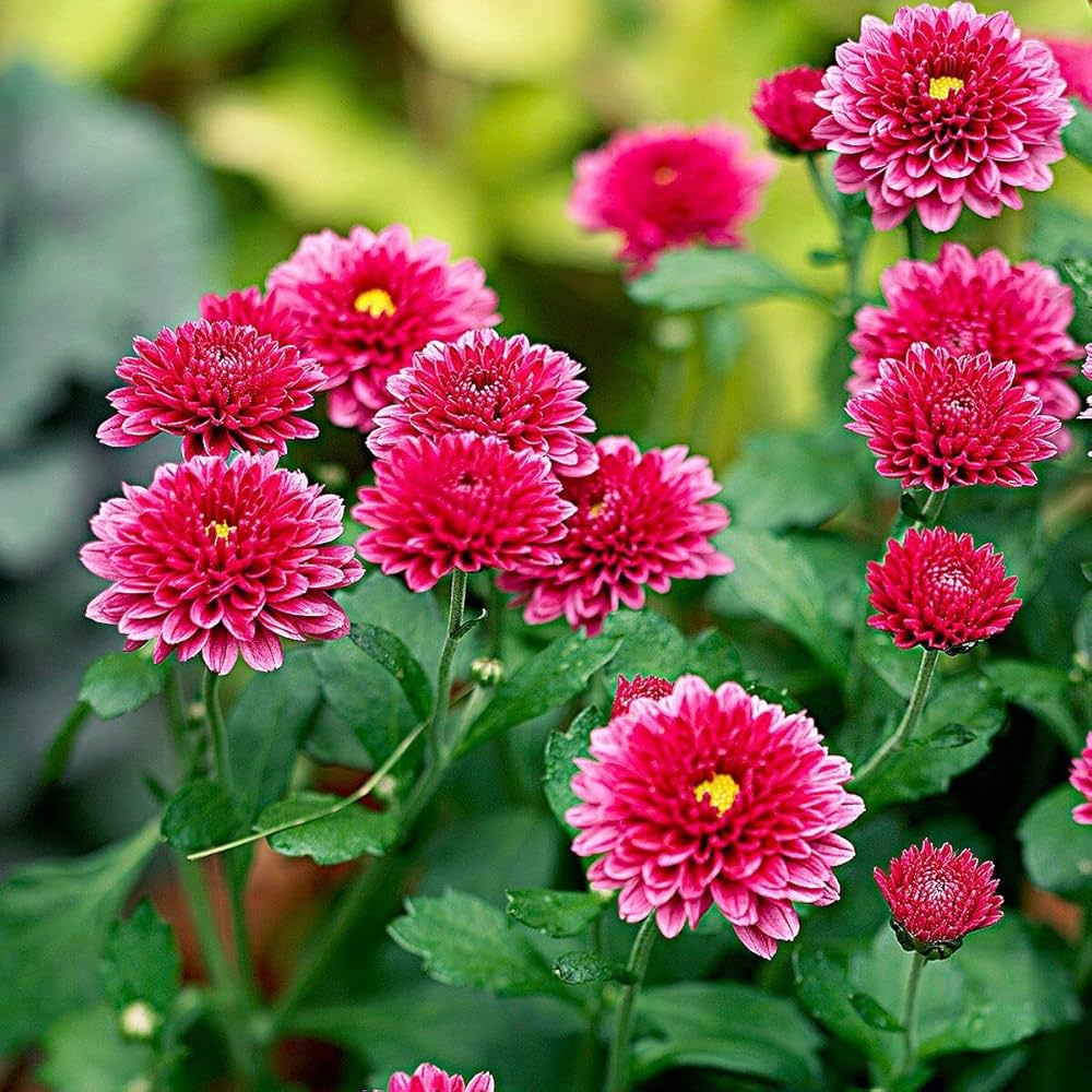 Flower Lysimachia Christinae Hance Ornamental Seeds for Planting – Perfect for Ground Cover and Garden Decor