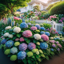 Light Green Hydrangea Seeds for long-term planting in the Bonsai, Flower Garden