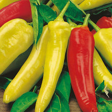 Pepper Capsicum Annuum Hungarian Sweet Wax Seeds known for kitchen Pickling