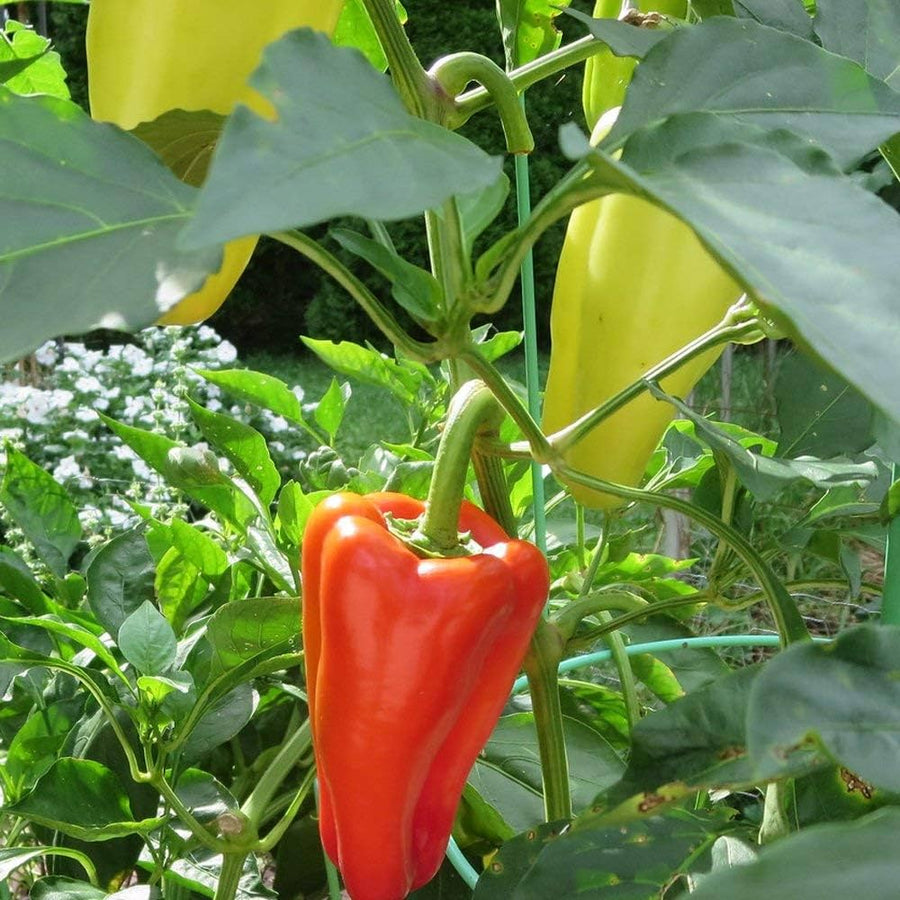 Sweet Marconi Pepper Capsicum annuum seeds for planting in vegetable patch