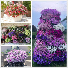 Petunia Seeds for gardeners building out beds and borders