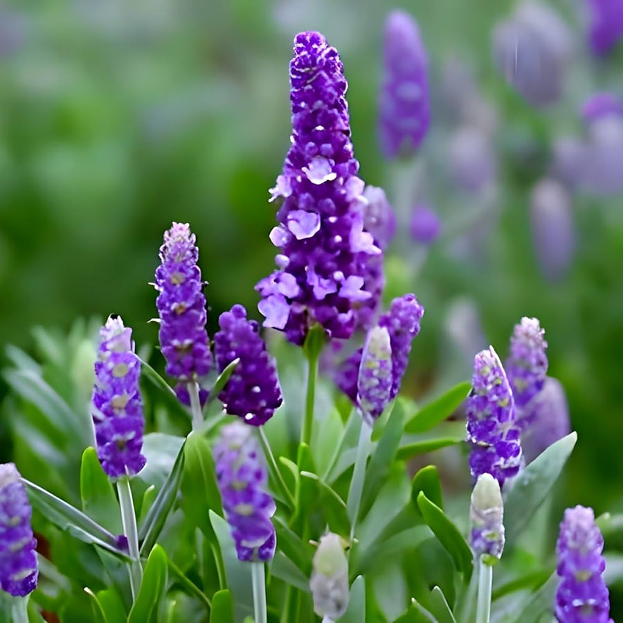 Lavender flower seeds for bonsai tree and home garden decoration