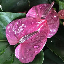 Anthurium Seeds for growers seeking a long-blooming display