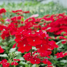 Verbena Logro Scarlet Seeds valued for brilliant Red Blooms