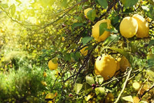 Citrus Gardening for planting in home garden.