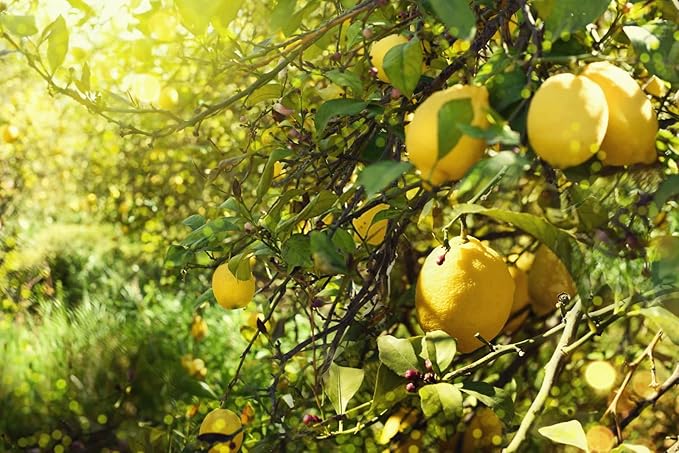 Citrus Gardening for planting in home garden.