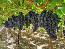 Rare Finger Grape Bonsai Seeds prized for fruitful Plants