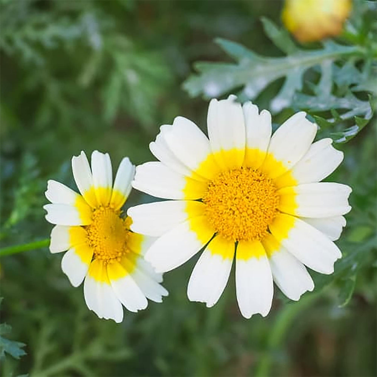 Garland Daisy Chrysanthemum Seeds
