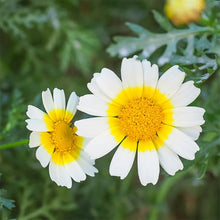 Garland Daisy Chrysanthemum Seeds