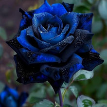 Holland Rainbow Rose Seeds (Rosa spp.) for colorful blooms in the Flower Bed
