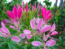 Cleome Rose Queen Spider Seeds for growers filling out the Pink Garden Blooms