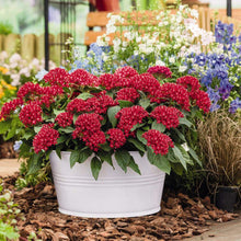 Pentas Graffiti Bright Red Seeds for a bright addition to the pollinator gardens