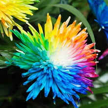 Rainbow Daisy Chrysanthemum Morifolium Seeds for reliable seasonal color