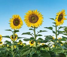 Giant Sunflower Seeds grown for huge Blooming Displays