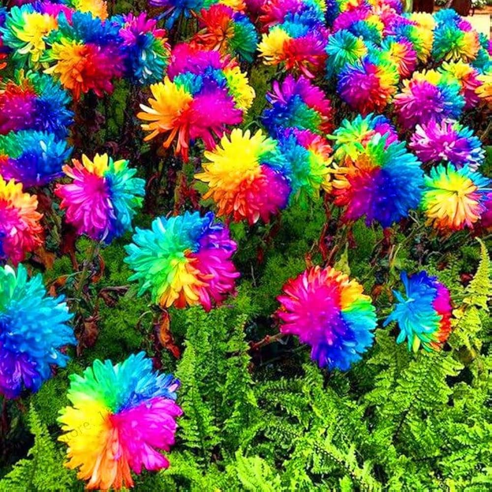 Aster Red Rainbow Chrysanthemum Perennial Flower - for planting in home garden