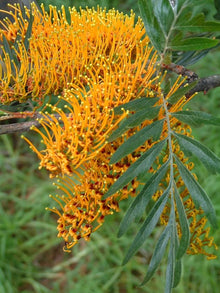 Rare Colorful Grevillea Seeds for growers seeking a long-blooming display