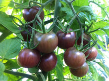 Tomato Seeds (Solanum lycopersicum) for a fresh homegrown crop from the Very Black Rare Organic Variety in Kitchen Garden