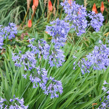 Queen Anne Agapanthus (Agapanthus spp.) for elegant garden displays