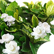 Cape Jasmine Seeds (Gardenia jasminoides) for growers filling out the Flower Bed
