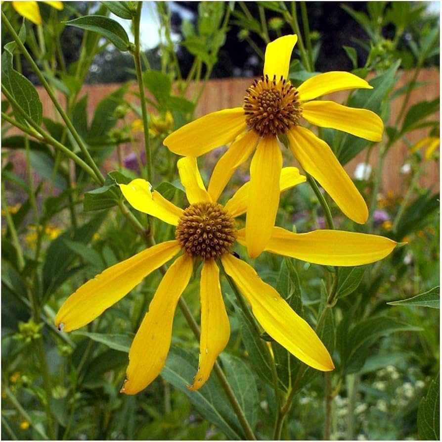 Wild Golden Glow Rudbeckia laciniata seeds for native wildflower garden