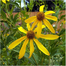 Wild Golden Glow Rudbeckia laciniata seeds for native wildflower garden